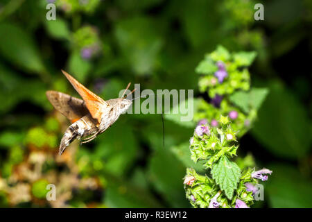 Hawk-polilla colibrí (Macroglossum stellatarum) - Italia Foto de stock