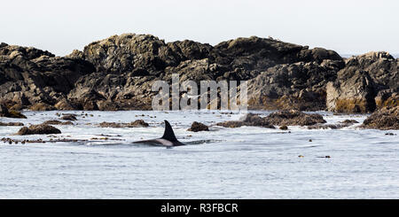 Solo caza Orca entre rocas con el resto de la vaina, Tofino, Vancouver Island, La Reserva del Parque Nacional de Pacific Rim, British Columbia, Canadá Foto de stock