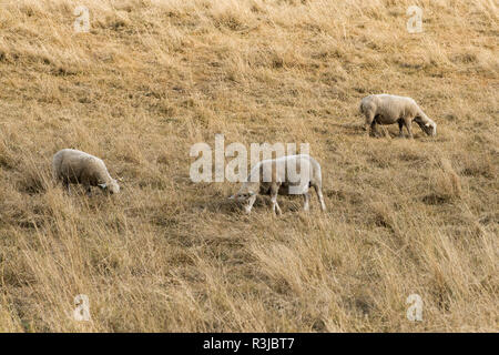 Mule ovejas pastando en pastizales áridos durante una larga sequía estival seco, Berkshire, Agosto Foto de stock