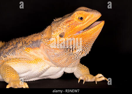 Close Up retrato de una hermosa mascota hembra dragón barbudo (pogona vitticeps) aislado en un fondo negro Foto de stock