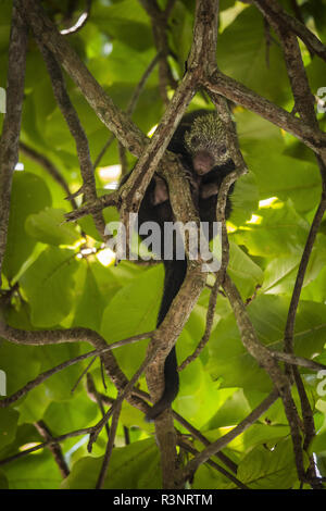 México Porcupine Tree (espín Coendou mexicanus) en un árbol - Parque Nacional Manuel Antonio, Costa Rica.
