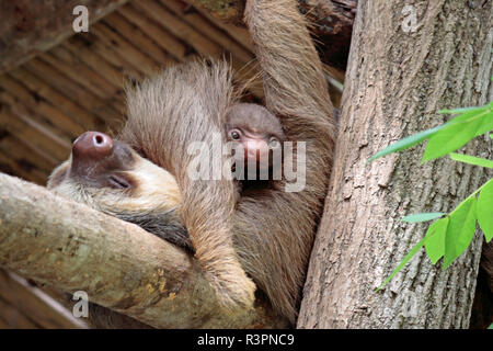 Dos vetado sloth Mia y su bebé de cinco días en Diamante Wildlife Sanctuary, Guanacaste, Costa Rica Foto de stock