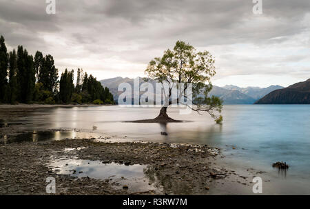 Nueva Zelanda, Otago, Isla del Sur, Wanaka, Wanaka Tree Nueva Zelanda, Otago, Isla del Sur, Wanaka, Wanaka Tree