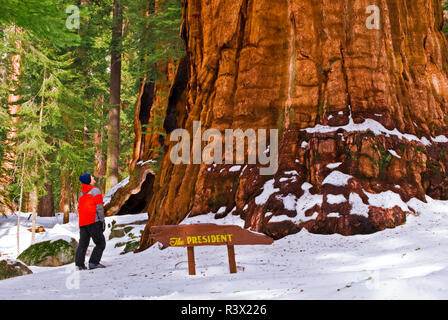 Esquiador de travesía al Presidente Secoya gigante, Giant Forest, Sequoia National Park, California, EE.UU. (MR) Foto de stock