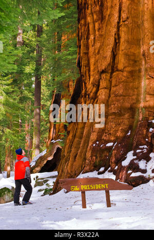 Esquiador de travesía al Presidente Secoya gigante, Giant Forest, Sequoia National Park, California, EE.UU. (MR) Foto de stock
