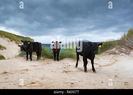 El ganado Aberdeen Angus Young stand en paisaje dunar en el Cabo de Balnakeil, Durness, Caithness, Sutherland y Easter Ross Foto de stock