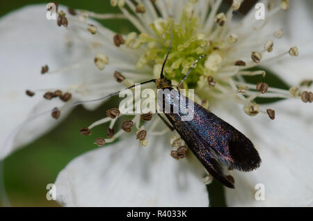 Fairy Moth, Adela sp., en blackberry, Rubus sp., blossom Foto de stock