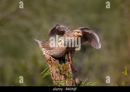 Northern Bobwhite (Colinus virgianus) mujeres aterrizando en el post