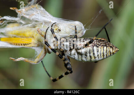 Argiope Argiope anillados, trifasciata, con grasshopper, Familia Acrididae, Prey Foto de stock