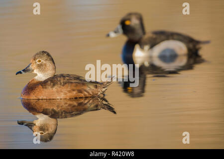 Ee.Uu., Wyoming, Sublette County. Par de anillo-necked patos nadar en un estanque en la luz de la mañana. Foto de stock
