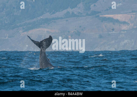 Una ballena jorobada involucrarse en comportamientos o lobtailing tail bofetadas, una forma de comunicación, frente a la costa de California.