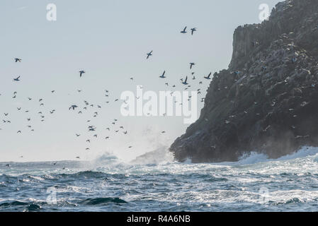 Murres comunes volar sobre las turbulentas aguas del océano en las Islas Farallón frente a la costa de California.