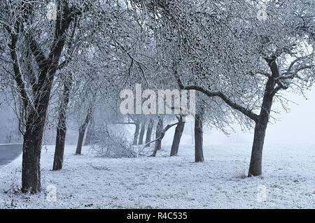 Huerto con manzanos de pie en filas en niebla fría mañana de invierno Foto de stock