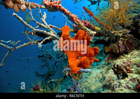 Frogfish gigante, Commerson's Rape o de Commerson (Antennarius commersoni Frogfish) en una esponja (Porifera), Baa Atoll, islas Maledive Foto de stock