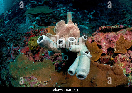 Frogfish gigante, Commerson's Rape o de Commerson (Antennarius commersoni Frogfish) en el tubo esponja (Porifera), Moalboal, Cebú, Visayas Phiippines Foto de stock