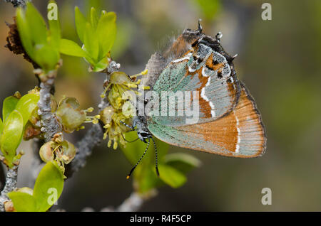 Juniper Hairstreak, Callophrys gryneus, nectaring de New Mexico Olive, Forestiera pubescens