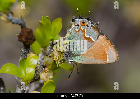 Juniper Hairstreak, Callophrys gryneus, nectaring de New Mexico Olive, Forestiera pubescens
