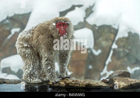 Mono de nieve sobre la nieve. La temporada de invierno. Los macacos  japoneses ( Nombre científico: Macaca fuscata), también conocido como el  mono de las nieves Fotografía de stock - Alamy
