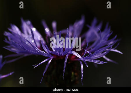 Close-up de un violeta-azul aciano Foto de stock