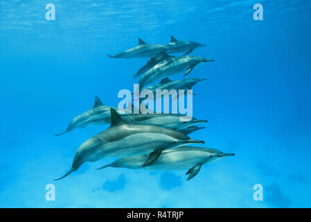 Vaina de Delfines (Stenella longirostris) nada sobre fondo de arena, Mar Rojo, Sataya Reef, Marsa Alam, Egipto Foto de stock