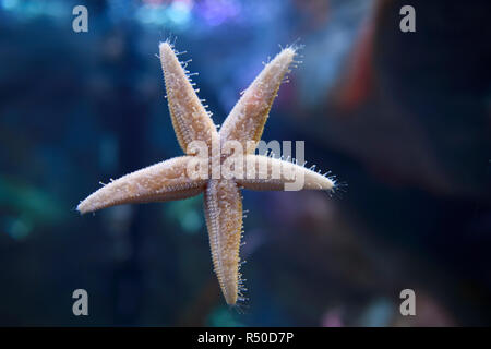 Estrella de mar común o la estrella de mar con cinco brazos caminar sobre vidrio con pies de tubo con punta plana retoños en Ripley's Aquarium Toronto Foto de stock
