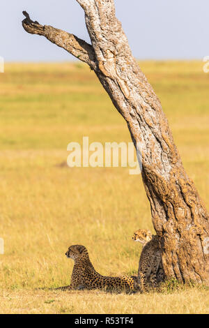 Cheetah con oseznos en la sombra bajo un árbol en la sabana.