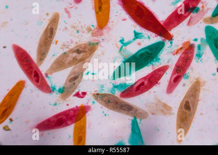 Paramecio caudatum bajo el microscopio - formas abstractas en color verde, rojo, naranja y marrón sobre fondo blanco.