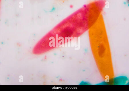 Paramecio caudatum bajo el microscopio - formas abstractas en color verde, rojo, naranja y marrón sobre fondo blanco.