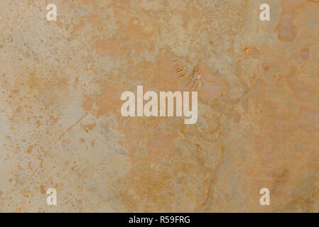 Textura de mármol marrón estructura detallada de la piedra y el diseño de fondo Foto de stock
