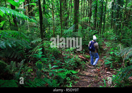 Caribe, Santa Lucía, Des Cartier Trail, Selva Tropical, turista visitando Selva (MR)