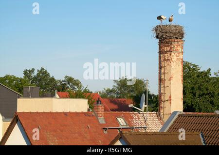 Nidos de cigüeña sobre los tejados de la aldea cerca de Magdeburgo biederitz Foto de stock