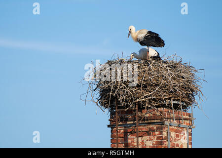 Â nido de cigüeña encima de los tejados de la aldea cerca de Magdeburgo biederitz Foto de stock