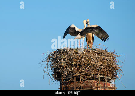 Â cigüeñas en un nido en la aldea cerca de Magdeburgo biederitz Foto de stock