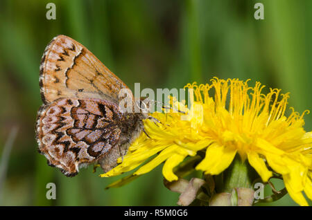 Pino Occidental Elfin, Callophrys eryphon, sobre diente de león común, Taraxacum officinale Foto de stock