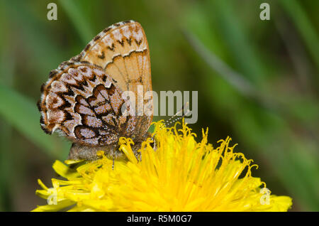 Pino Occidental Elfin, Callophrys eryphon, sobre diente de león común, Taraxacum officinale Foto de stock