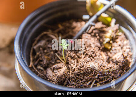 Pequeños plantones germinados de una planta de marihuana o cannabis crece en una pequeña sembradora con suelos sanos. Foto de stock