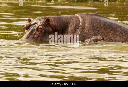 Adulto de hipopótamo (Hippopotamus amphibius) de ternera en Canal Kazinga. El Parque Nacional Queen Elizabeth, Uganda, África Oriental Foto de stock