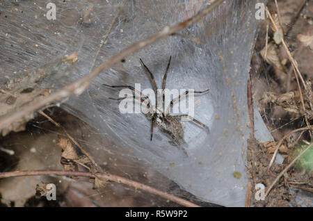 Araña Funnelweb, Familia Agelenidae en web Foto de stock