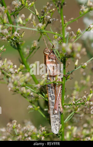 American Bird Grasshopper, Schistocerca americana, macho Foto de stock