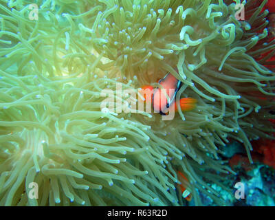 Bandas blancas anemonefish (amphiprion frenatus) en una anémona,pintuyan,isla panaon,Leyte meridional,filipinas