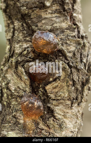 Gotas de resina de árbol sobre un tronco de árbol Foto de stock