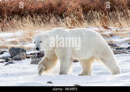 El oso polar (Ursus maritimus), hombre camina en el otoño como la nieve y el hielo golpea el suelo, junta, al oeste del Río Hudson Bay Foto de stock
