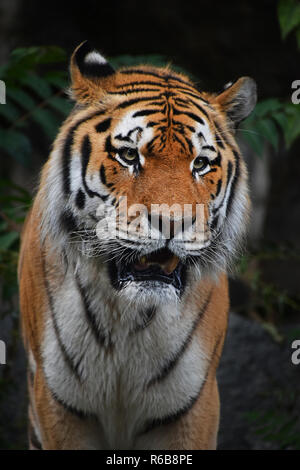 Cerrar retrato del tigre siberiano macho maduro Foto de stock