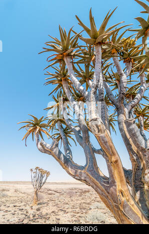 El carcaj o árbol, Aloidendron kocurboom dichotomum, cerca de la carretera C14, Namibia Foto de stock