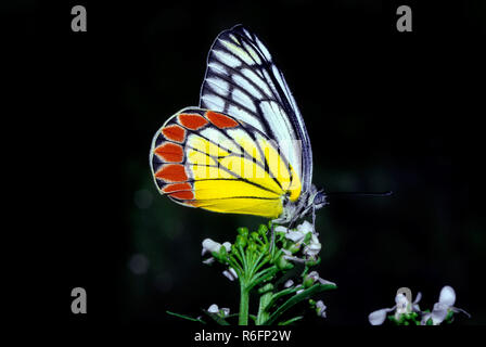 Jezabel común mariposa mariposas delias eucharis Foto de stock