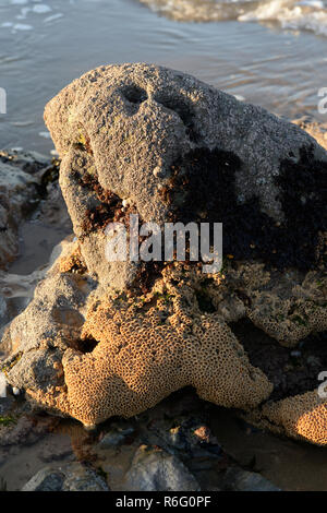 Colonia de gusanos segmentados forman un panal de arena y fragmentos de conchas como una casa en la playa en el Gower cerca del Mumbles, Swansea, Gales Foto de stock