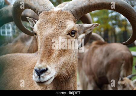 Con cuernos de cabra de montaña cerca de macro Foto retrato animal Foto de stock