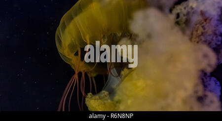 Cerca de una medusa contra un fondo oscuro