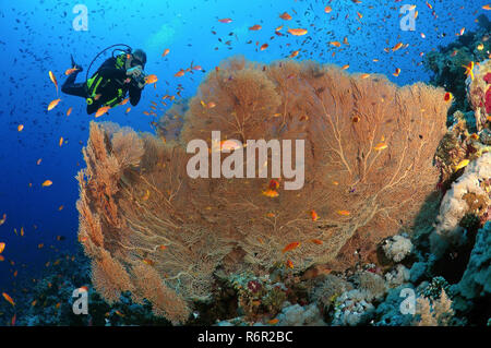Diver fotografiar coral seafan gorgonias púrpura (Gorgonia flabellum) Mar Rojo, Egipto, África Foto de stock