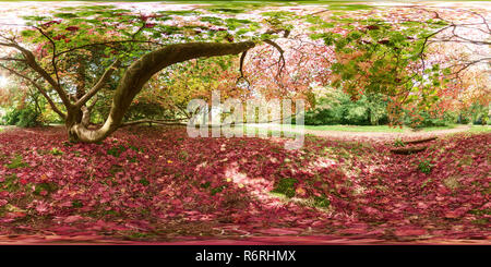 Vista panorámica en 360 grados de Bajo un árbol de acer japonés en otoño